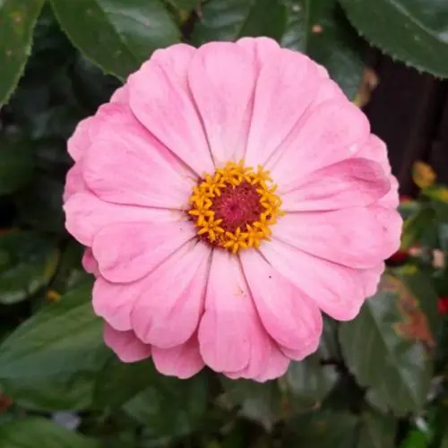 annabelle55nase image 2